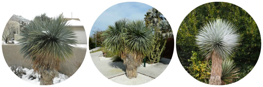 Beaked Yucca - Cold Hardy Palm Trees