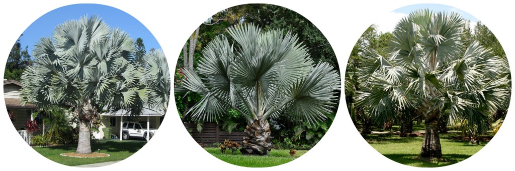Buy Palm Trees - Bismark Palm