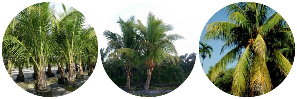 Buy Palm Trees - Malayan Palm Tree