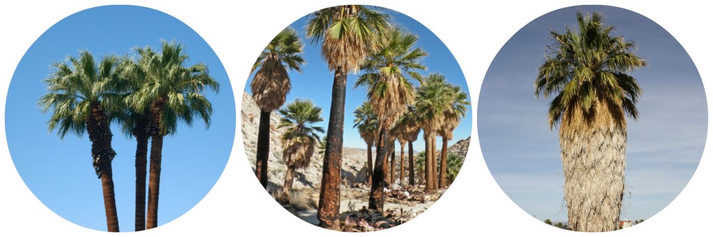 Buy Palm Trees - California palm
