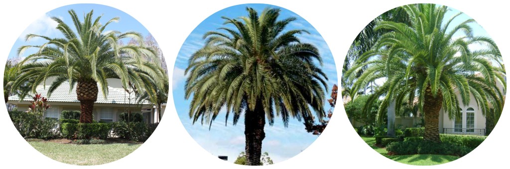 Canary Island Date Palm - Cold Hardy Palm Trees