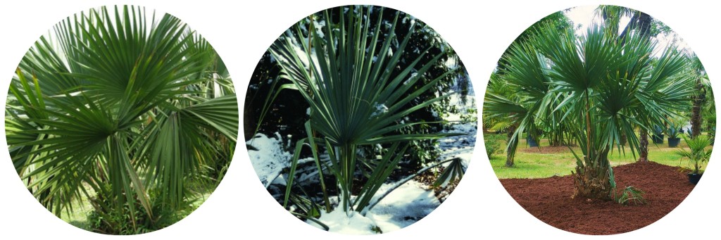 Dwarf Palmetto - Cold Hardy Palm Trees