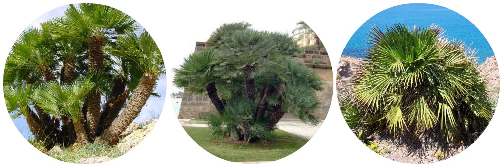European Fan Palm - Cold Hardy Palm Trees
