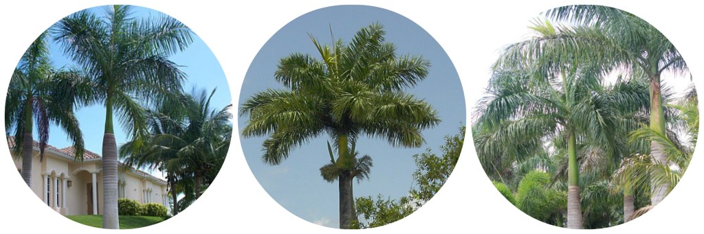 Buy Palm Trees - Florida Royal Palm