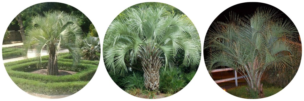 Pindo Palm - Cold Hardy Palm Trees