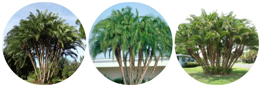 Buy Palm Trees - Senegal Date Palm