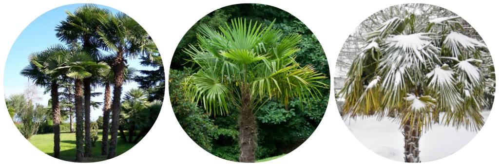 Windmill Palm - Cold Hardy Palm Trees