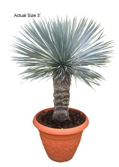 Cold Hardy Palm Trees - Beaked Yucca