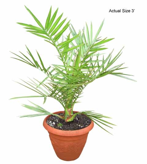 Cold Hardy Palm Trees - Canary Date Palm