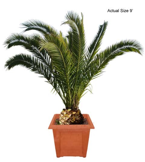 Cold Hardy Palm Trees - Canary Date Palm Medium