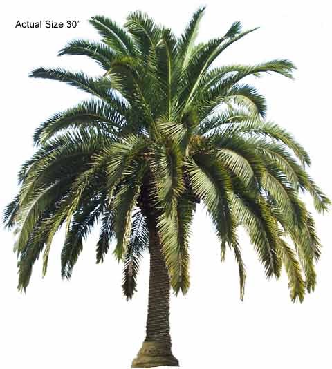 Cold Hardy Palm Trees - Canary Date Palm Large