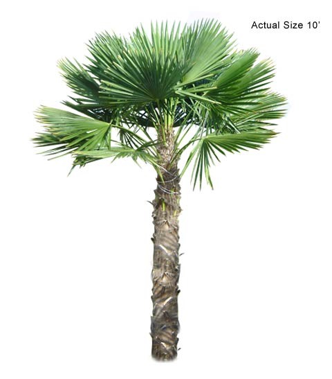 Cold Hardy Palm Trees - Windmill Palm Large