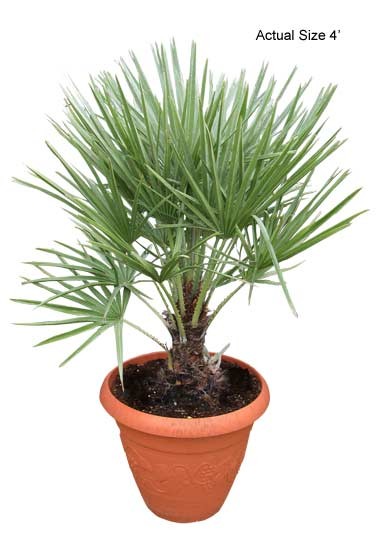 european-fan-palm-tree-chamaerops-humilis-10-01-b-realpalmtrees.com