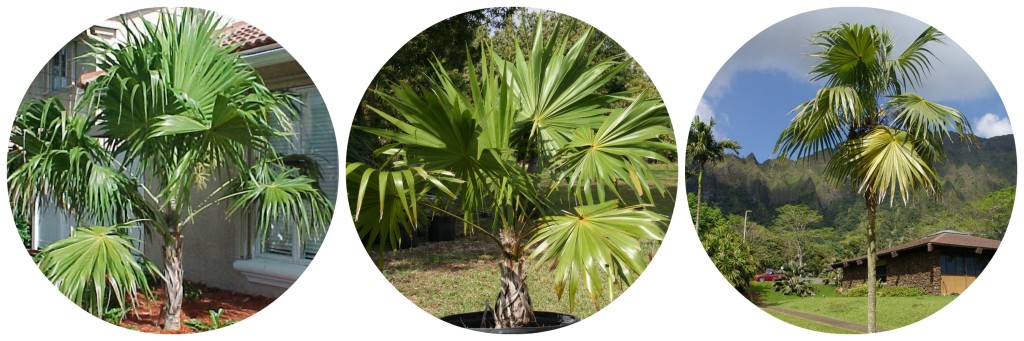 Buy Palm Trees - florida thatch