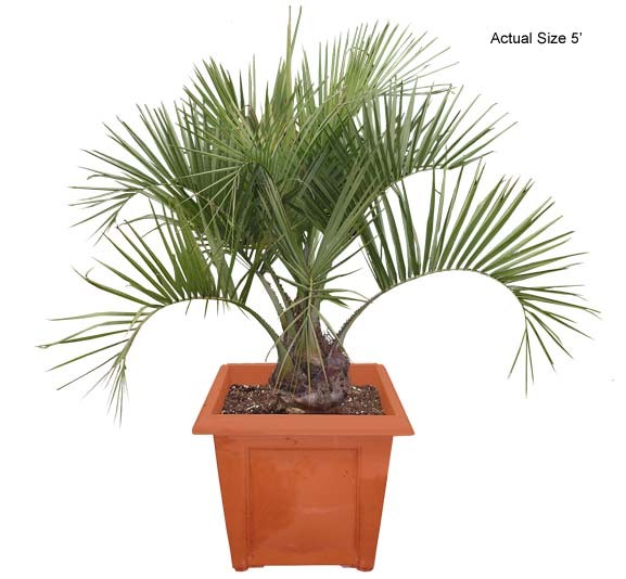 Cold Hardy Palm Trees - Pindo Palm Medium
