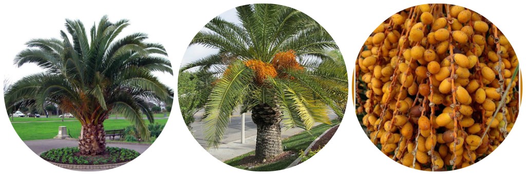 Canary Island Date Palms for Sale