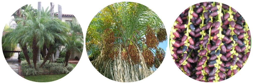 Date Palms for sale - Pygmy Date Palm for sale