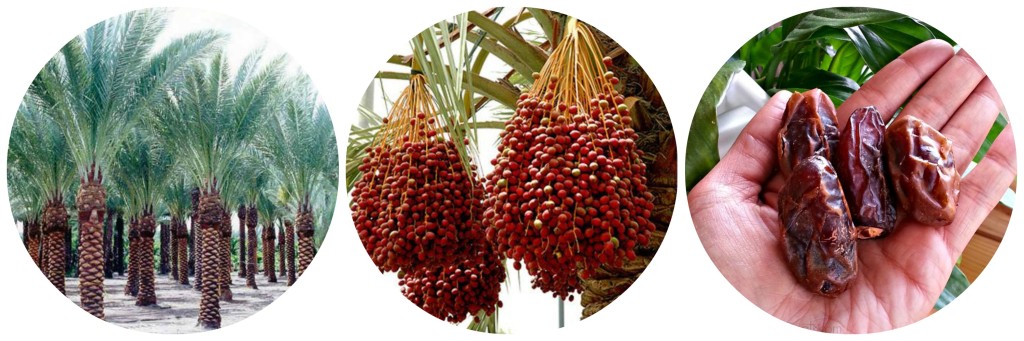 Date palms for sale - Medjool Date for sale