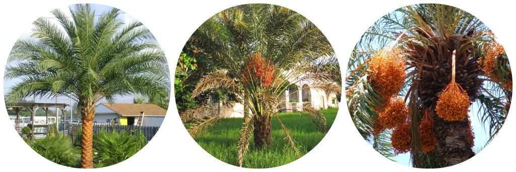 Sylvester Date Palms for Sale