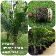 How to Transplant a Palm Tree