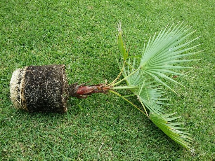 How to transplant a palm tree - rootball