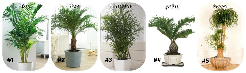 Best Indoor Palm Trees for Sale